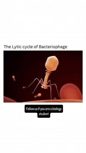 Lytic cycle of bacteriophage Follow us for more @sajhanotes #sajhanotes #sajhanotesmcq #mbbs #neet #hcv #mbbsstudents #biology #biologynotes #biologymajor #biologyclass #biologylab #biologystudent #medicalstudent #medical #mbbsdiaries #biologylab | Sajha Notes