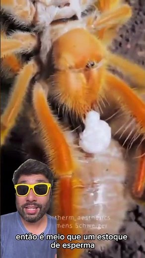 Camel spider (Solifugae) an efficient, fast and unique predator that lives in the desert.