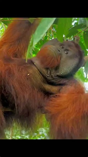 The tallest tree and the largest arboreal animal—the cub says it's just too hard to learn! #animals | The.wildreel