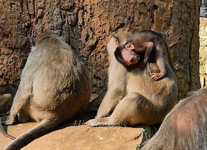 53K views · 488 reactions | The baby monkey crying by mommy blo-ck milk ! | Hi Monkeys | Facebook