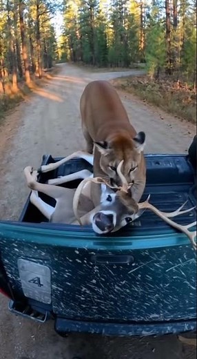 Mountain Lion Steals Hunter's Deer