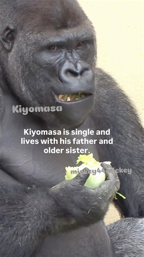 Kiyomasa ♂キヨマサ Western gorilla