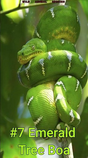 TOP 10 NON VENOMOUS SNAKES #snake #nonvenomous #top10