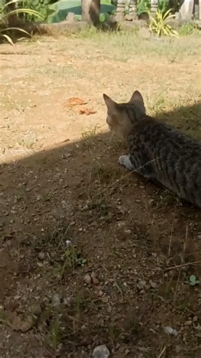 Nature in Action: Cat Tries to Catch Prey | Amazing Hunting Instincts!🙀#catlife #cathunting