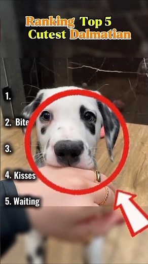 do you agree with this?? #animals #dalmatiandog #cute
