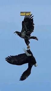 187K views · 936 reactions | Why Bald Eagle 礪 Clash樂 . . . . #viralpost2025 #photography #birdphotography #viralreelsシ #birdwatching #birdlife #indian #Eagles | Ayoub Nayiak Wildlife Photographer | Facebook