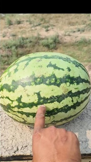 experiment in watermelon in a Tall building high