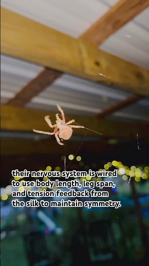 Amazing Spotted Orb Weaver Spider Builds a Perfect Web | Educational Nature Video