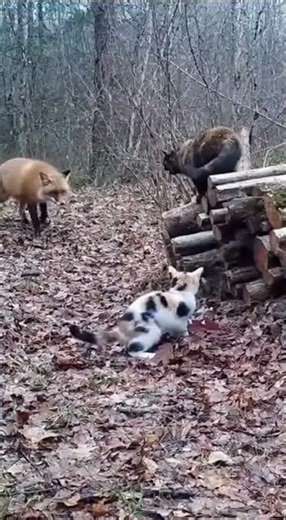 Terrifying Moment! When a Fox Attacked a Housecat, Its Hero Appeared! #cat #animals #funny