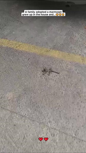 A family adopted a marmoset grew up in the house #marmoset #marmosetmonkey #marmosetbaby #fingermonkey #animals #animalsoftiktok #animalsrescue