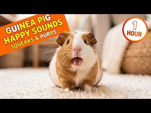 Happy Guinea Pig Sounds | 1 Hour of Squeaking, Purring & Peaceful Grazing