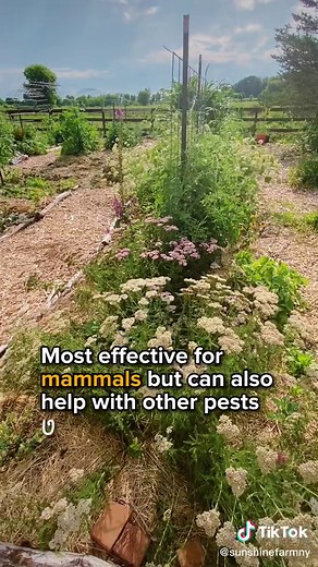 Try this for all-natural pest control. It helped trwmendously with the groundhog problem. Use minimally, only where absolutely needed, and avoid flowers or host plants for pollinators. #diy #organicgardening #pestcontrol #gardentips #gardeningtips #gardenhack #foryoupage #fyp #foryou #notill #permaculture #notillgardening #gardentok