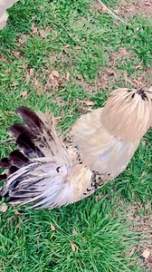 1.8M views · 10K reactions | Pretty boy river! #river #chickens #rooster #bantampolish #polishchicken #chicks #chickies #birds #homestead #coop #pretty boy #animals #pets #cute #baby #pets | Kara’s chicken coop | Facebook