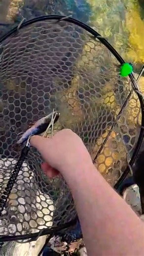 Catching The Most Beautiful 😍 Native Brook Trout #catchandrelease #FWBD #troutfishing #NativeBrook