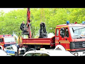 Brewery horse collapses and dies | BR24