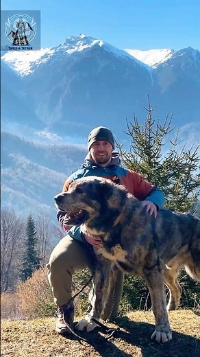 Alabai – The Ultimate Guardian Dog That Fears Nothing!