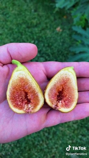 Texas Everbearing Fig: A Reliable Cold Hardy Fruit Tree