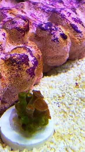 Quick update on the first wave 78! Added some gorgonian and a cerith snail! #fishtank #aquarium