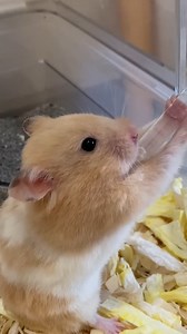 16K views · 610 reactions | Hammy's 'gulp gulp gulp' water-drinking routine!  | Hamster Knight | Facebook
