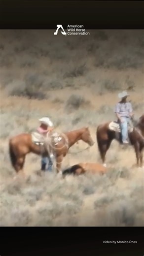 🚨 URGENT - Wild Horse Abuse: BLM Contractor Kicks Exhausted Horse in the Head ⚠ 🚨 This video shows a horrific scene from the ongoing Blue Wing wild horse and burro roundup: After enduring a helicopter pursuit in high temperatures and being roped, a horse collapses with exhaustion. Unable to stand, the horse is repeatedly kicked by a Bureau of Land Management (BLM)-contracted wrangler from CD Warner. This mustang is a victim of blatant brutality. 📢 We need your help! Please share this video an