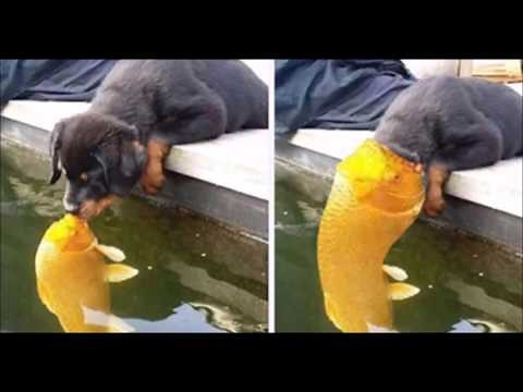 Shock Horror Fish Eats Dog Viral Video
