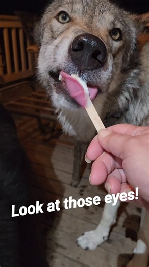 Her Eyes Say It All... 🥰 Wolf Love #petwolf #honeythewolf #wolf #wolfdog