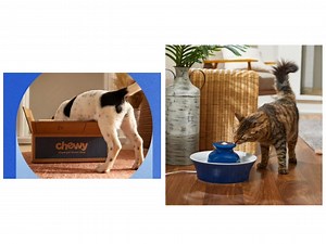 Celebrate National Love Your Pet Day with deals on everything from dog beds to cat condos