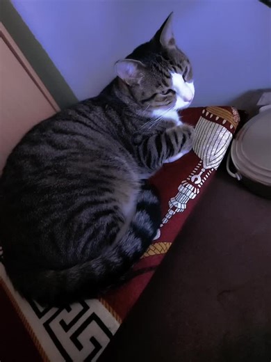 Video's van dior2020 (@2020dior2020) met Tom And Jerry - V.A.