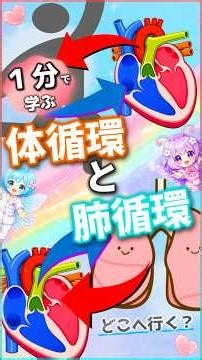 体循環と肺循環を1分で！血液はどこへ行って戻る？ #看護学生 #看護実習 #解剖生理 #循環器 #体循環 #肺循環 #国家試験対策 #コリトス