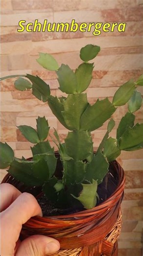 ¿Qué plantas suculentas se pueden poner dentro de casa? Crasas para interior