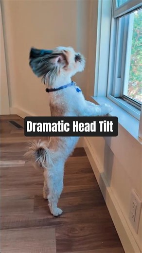The Shih Tzu's Dramatic Bark #puppy #smalldogenergy #barkingsound #barking