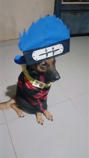 SUPER DOG THOR on Instagram: "COSPLAY KISAME ANIME NARUTO 🐶 #dog #cosplay #pet #anime #naruto"