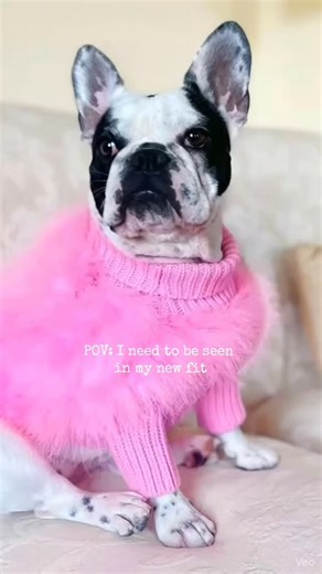 www.MyFurryRollDawg.com Item: Fluffy Sweater for the VIP Dog #frenchie #doglovers #familydogs #dogshop #dogclothing #dogsweater #fluffydogsweater #dogoutfit #dogapparel #dogloversofinstagram #dogmoms | My Furry Roll Dawg