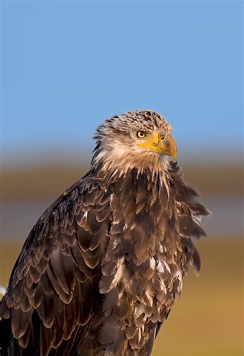 He awaits you… stunning bald eagle | Wildlife photography