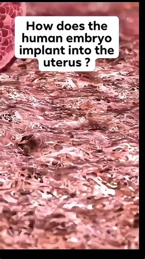 how human #embryo #implantation occurs. it isn’t random. #infertility #ivf #ttc Reels #Reel #reelsvideo #reelsviral #reelsfb #reelsinstagram | Steven Palter