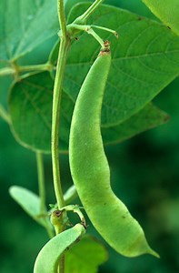 Runner Bean 'Polestar'
