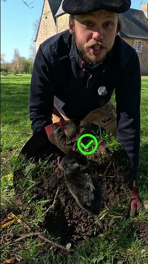 How to Trap a Mole Effectively and Clear Your Lawn?