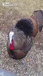 Ornithophobia is a much more common fear than you think! Face your fears with an all new episode of Fear Factor, tonight at 10/9c on MTV ❄🦃 #FearFactor | Ridiculousness