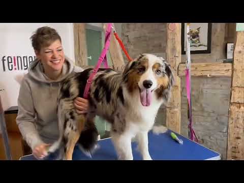 Die richtige Fellpflege beim Australian Shepherd