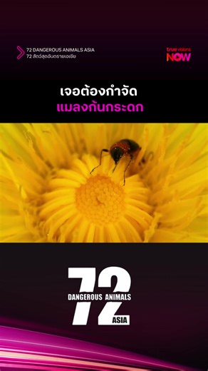 อันตรายจากแมลงทอมแคทในเอเชีย