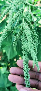 Antinutrients 101: Green Amaranth or Callaloo | The Weeds and Seeds Guy