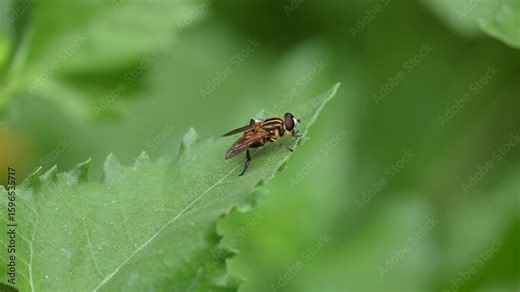 Hoverflies on green leaf. Its common names  flower flies and syrphids. Make up the insect family Syrphidae. As their common name suggests, they are often seen hovering or nectaring at flowers. Fly.