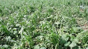 4.9K views · 34 reactions | HEAVY RAINS DAMAGE CROPS By Zipporah...