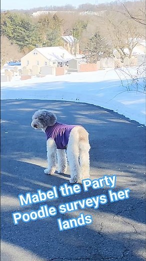 Queen Mabel The Party Poodle surveys her lands. looking out over the valley
