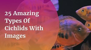 25 Amazing Types Of Cichlids With Images
