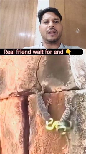Snake ne pakdi chhipkali 😱 lekin dost ne aakar bachai jaan | Amazing Lizard vs Snake Fight #Shorts