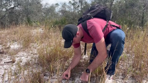 Why one wolf spider species has earned the title of America’s angriest