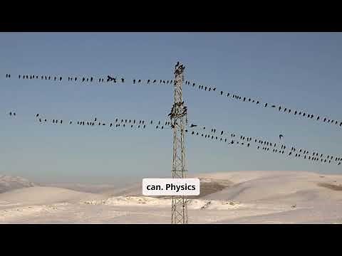 Why don’t birds get electrocuted when they perch on power lines? 🐦⚡