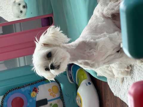 They Were Just Sleeping… Then Everything Changed 🥹 | Maltese Puppy Journey