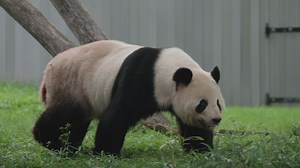 🐼 A tribute to Tian Tian. . . . ❤️ From the moment he arrived at the Zoo Dec. 6, 2000 (sound asleep), giant panda Tian Tian captured the hearts of our animal care team and visitors with his relaxed, chill and goofy personality. Laurie Thompson, assistant curator of giant pandas, reflects on more than two decades of caring for her “favorite bear.” . . . 🎉 Cele-bear-ate Tian Tian’s legacy with us during #PandaPalooza, sponsored by The Boeing Company, now through Oct. 1! Bid our pandas a giant fa